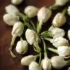 Thee en Infusie <br>Jasmijnbloem. | OkO-OKO™ Jasmijnbloementhee in close-up | oko oko