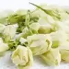 Thee en Infusie <br>Jasmijnbloem. | OkO-OKO™ Jasmijnbloementhee op papier | oko oko