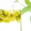 Tea and Infusion <br>Organic Chrysanthemum Tea. | OkO-OKO™ buy Organic Chrysanthemum Tea | oko-oko