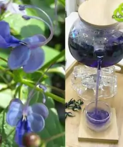 Té de guisantes mariposa o té azul | oko oko