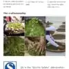 Organischer halbfermentierter grüner Tee | OkO-OkO