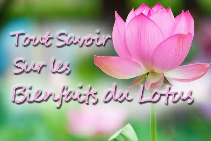 Artikel Alles über die Vorteile von Lotus | oko-oko