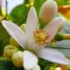 Thé de Fleur fraiche d'Oranger Amer  | oko-oko