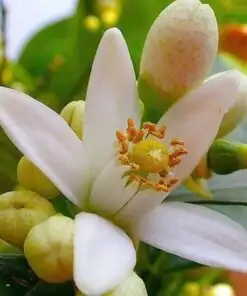 Tee aus frischen Orangenblüten Bitter | oko-oko