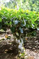 Tout Savoir sur le Thé et ses Bienfaits. | OkO-OKO™ théier sur plant