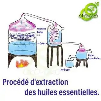 Procédé d'extraction des huiles essentielles grade thérapeutiques oko oko