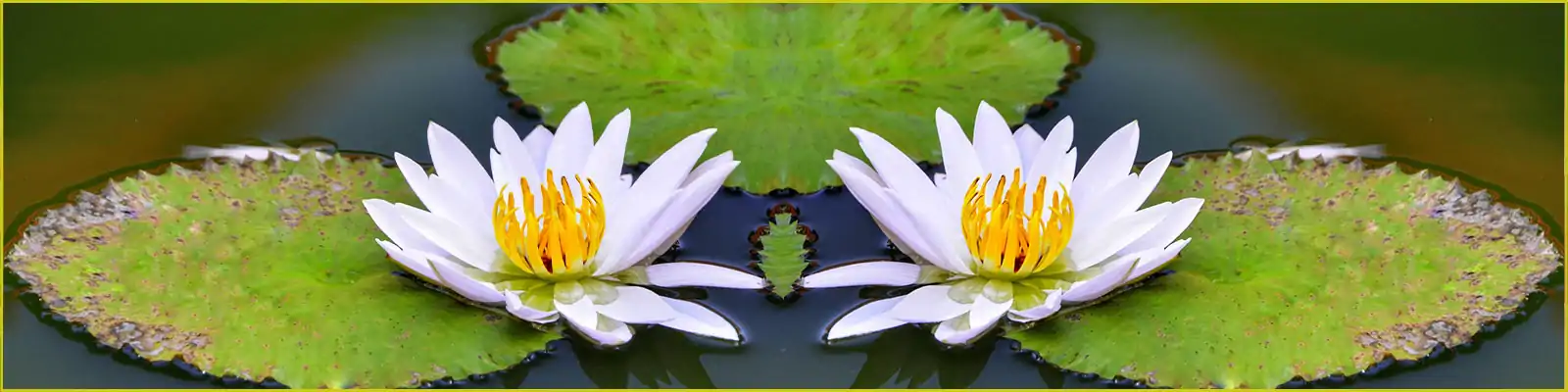 Todo sobre los beneficios de Lotus. | OkO-OKO™ Ilustración del banner de Lotus Benefits 3