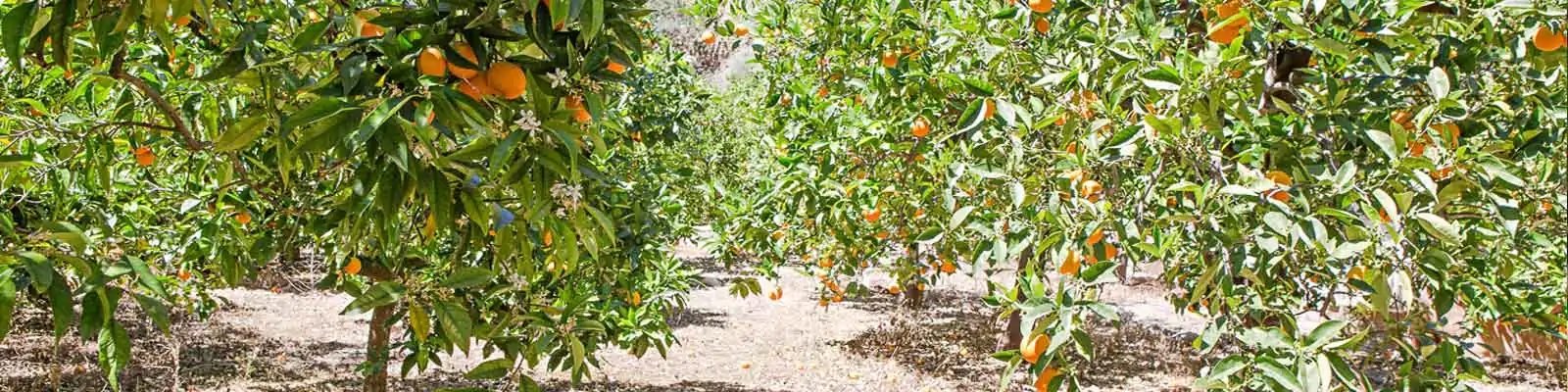 Thé et Infusion <br>Thé de fleur d'oranger amer. | OkO-OKO™ Plantation d'oranger amer en fleur | oko-oko