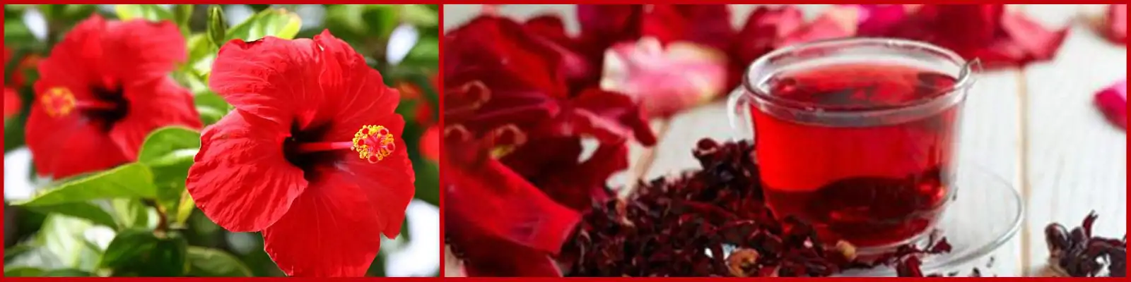 Thé et Infusion <br> Hibiscus. | OkO-OKO™ Bannière infusion de fleur d'hibicus | oko-oko