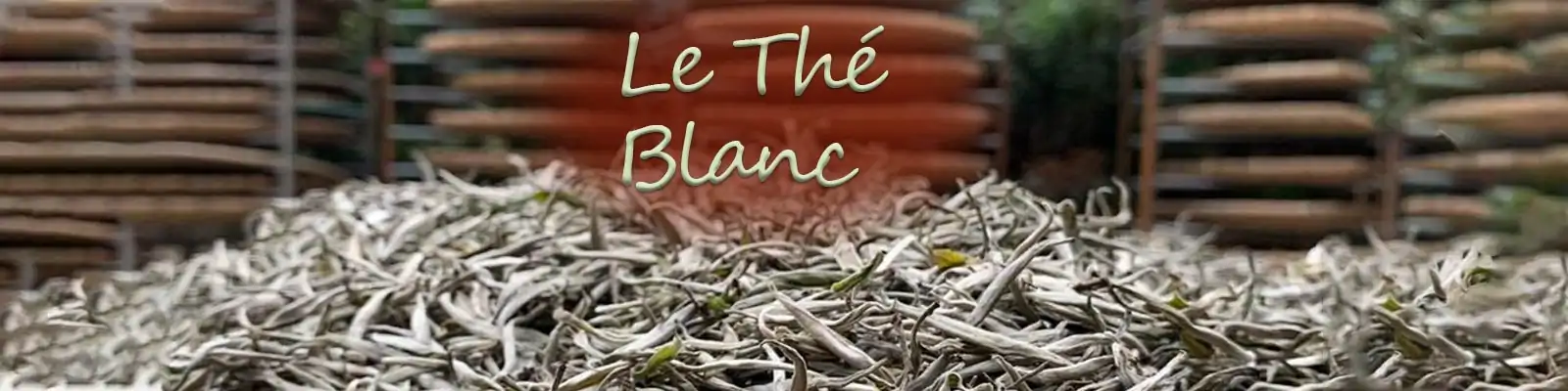 Thé et Infusion <br>Thé blanc en vrack. | OkO-OKO™ Thé blanc de chine en vrac pendant le séchage | oko-oko