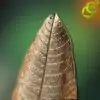 Incense holder Leaf detail of the ribs | OkO-OkO