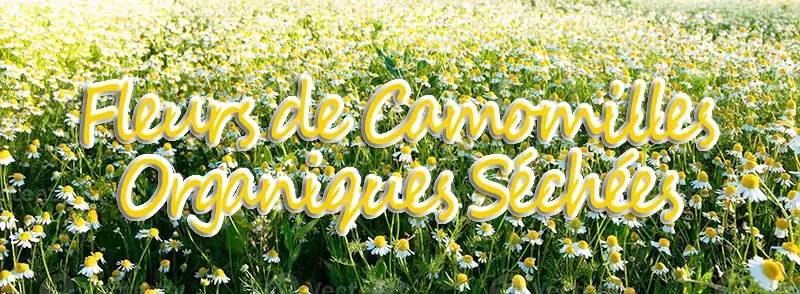Thé et Infusion <br> Fleur de camomille séchée | OkO-OKO™ Thé et Infusion <br> Fleur de camomille séchée Champ de camomille oko oko 5569f750 edb3 441b 9a28 7d984c5e491d | OkO-OKO™