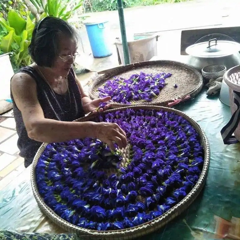 Thé et Infusion <br>Poudre de Clitoria Ternatea | OkO-OKO™ Poudre de clitoria (Fleur de Pois Papillon) séchage traditionnel | oko-oko