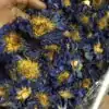 Thé et Infusion <br> Thé Fleur de Lotus (fleur entière). | OkO-OKO™ Thé Fleur de Lotus dans une main | OkO-OkO