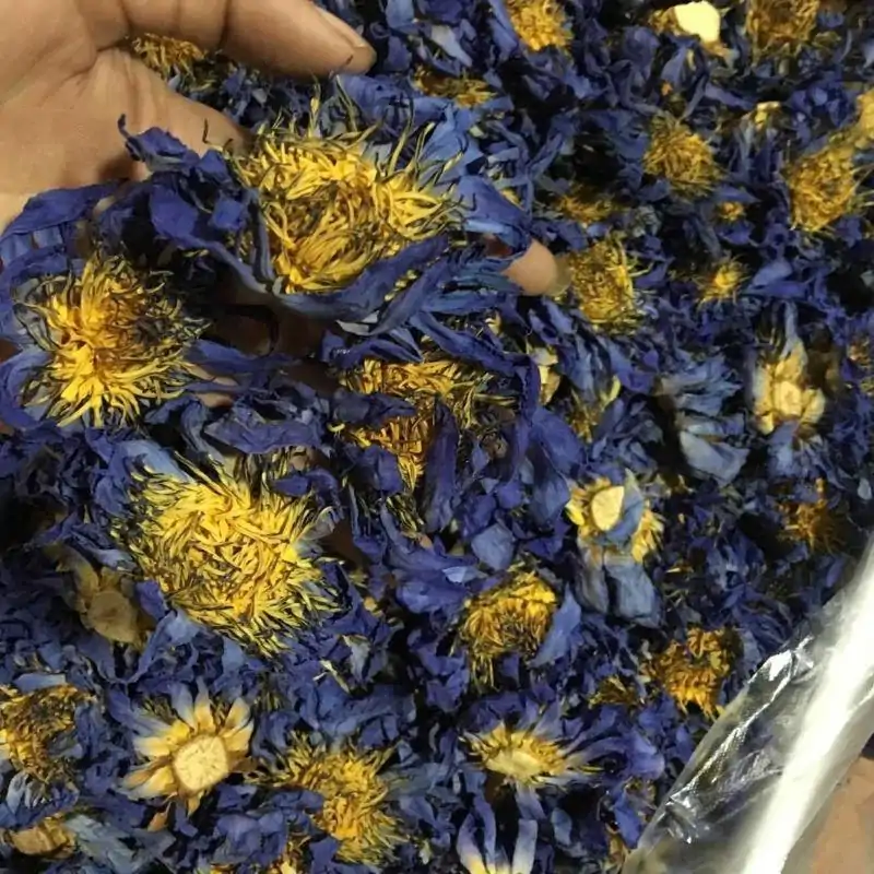 Thé et Infusion <br> Thé Fleur de Lotus (fleur entière). | OkO-OKO™ Thé Fleur de Lotus dans une main | OkO-OkO