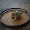 Tea Pets <br> Chien Foo ou Kylin. | OkO-OKO™ Tea Pets Chien Foo ou Kylin sur un plateau | OkO-OkO