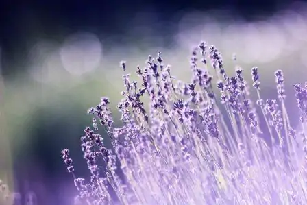 Lavande en fleur Bio