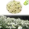 Tee und Aufguss Weiße Chrysanthemenblüte (Gong Ju). | OkO-OKO™ Chrysanthemenblütentee Weiß | OkO-OkO