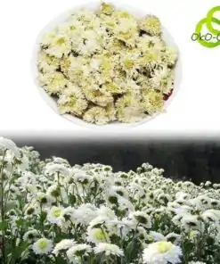 Té de flores de crisantemo blanco | OkO-OkO