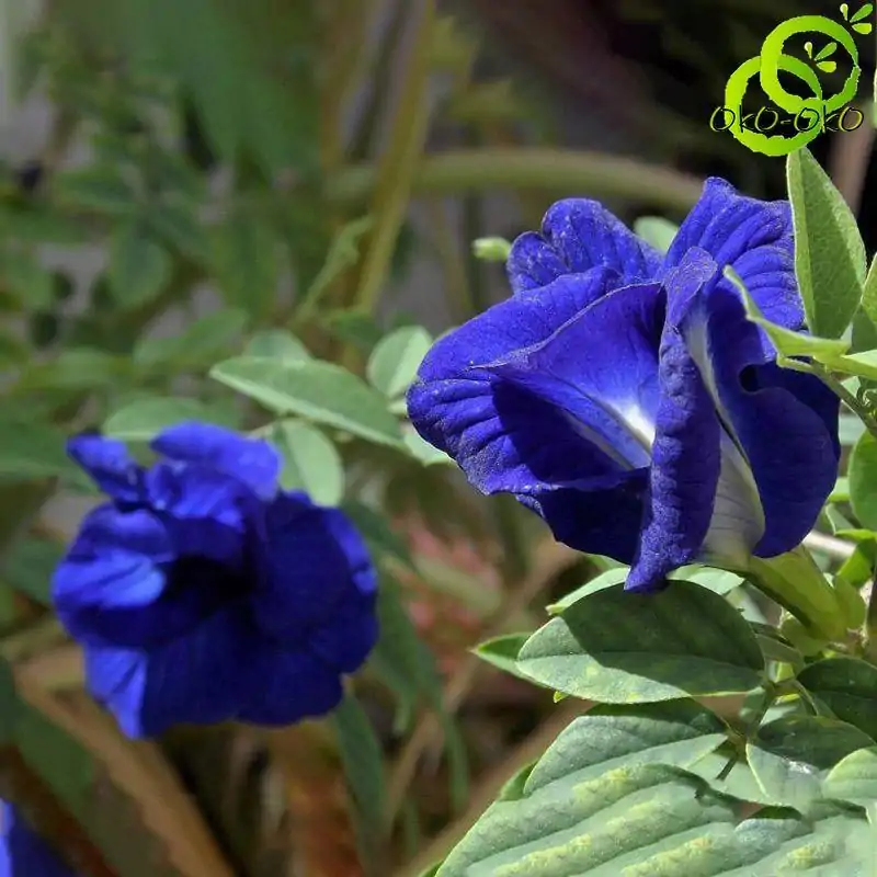 Thé et Infusion <br>Thé Pois Papillon. | OkO-OKO™ Fleur de pois papillon sur sa liane | OkO-OkO™
