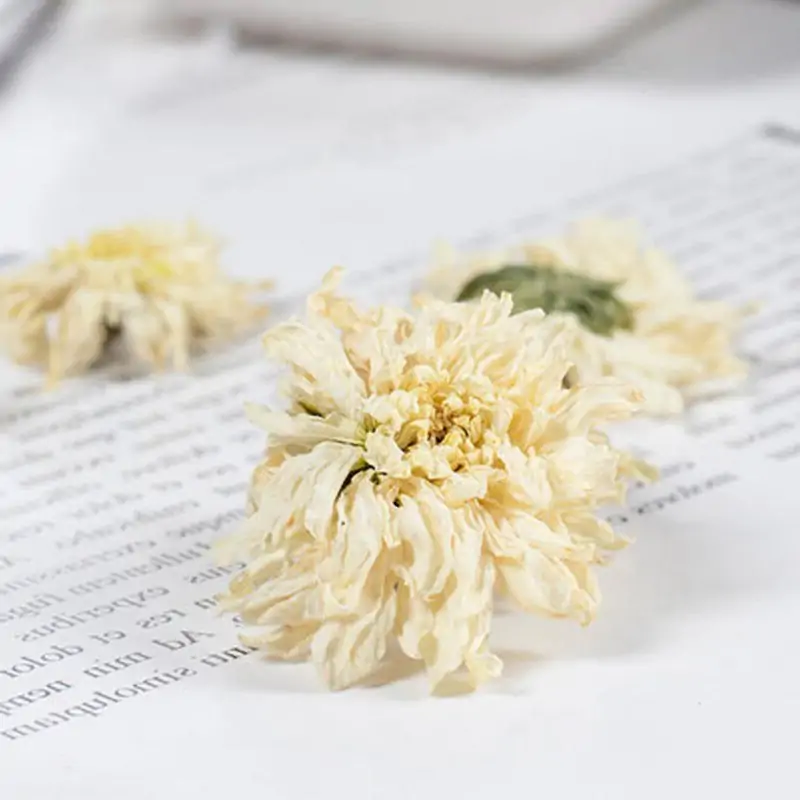 Tee und Aufguss Weiße Chrysanthemenblüte (Gong Ju). | OkO-OKO™ Tee und Kräutertee Blume weiße Chrysantheme (Gong Ju). | OkO-OkO™