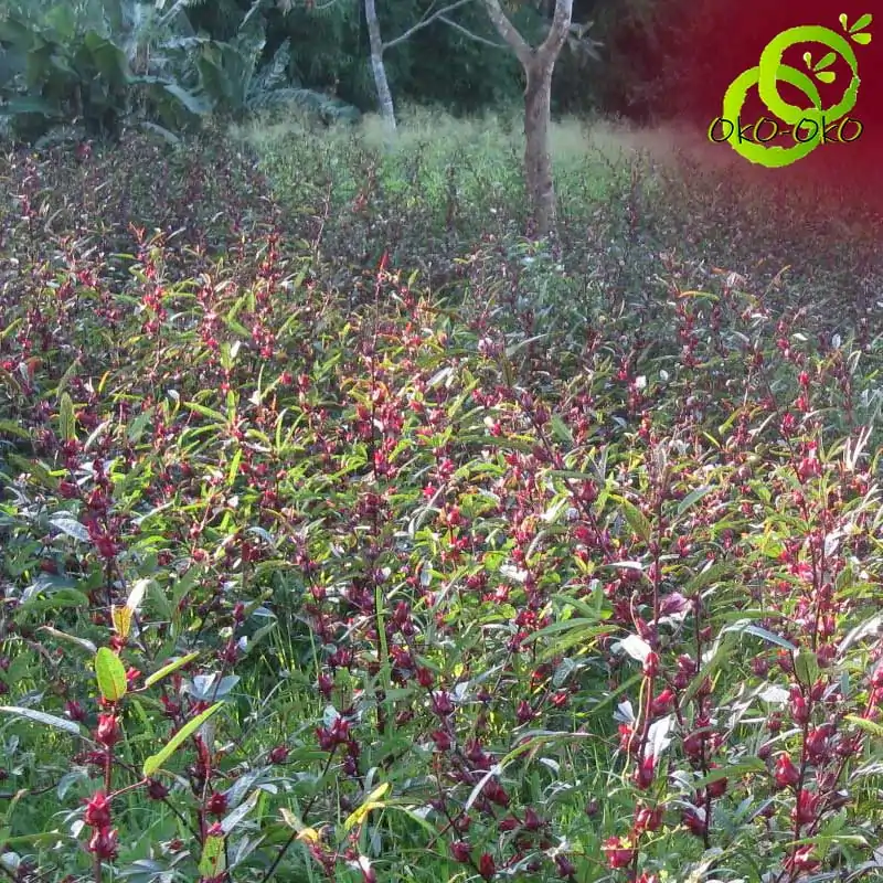 Thé et Infusion <br> Hibiscus. | OkO-OKO™ Tisane d'hibiscus bio Roselle sauvage OkO-OkO