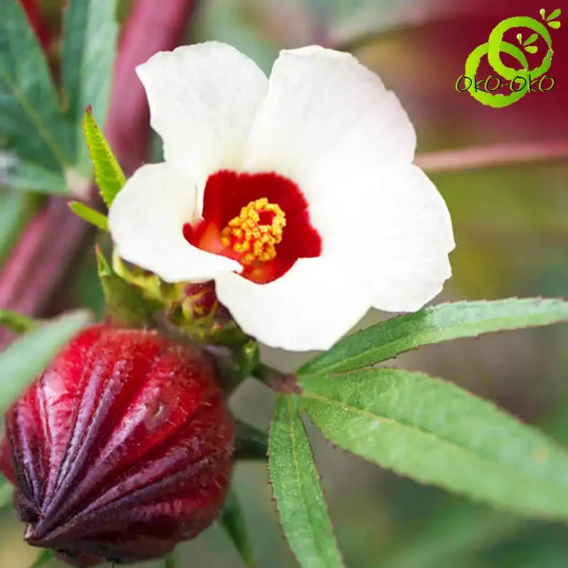 Thé et Infusion <br> Hibiscus. | OkO-OKO™ Infusion d'hibiscus Roselle