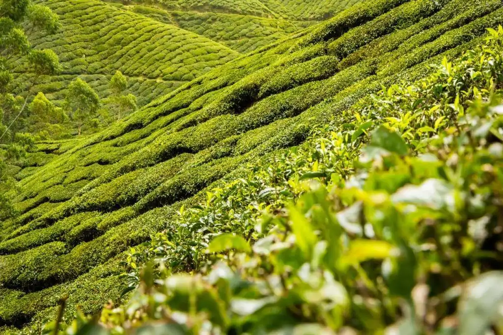 Todo lo que necesita saber sobre el té y sus beneficios. cfb2caaa939527c8215e461dc40aba39 | OkO-OKO™