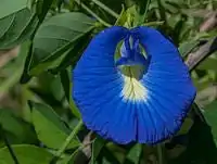Tout Savoir sur le Thé et ses Bienfaits. | OkO-OKO™ thé de fleur de pois bleu