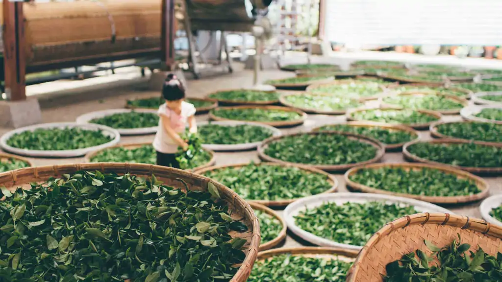 Tout Savoir sur le Thé et ses Bienfaits. | OkO-OKO™ Séchage du thé vert oko-oko