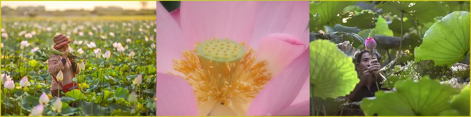 Banner Vorteile des Lotus 1