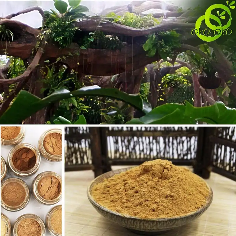 Encens <br> Poudre bois de Santal 50g 100g 250g 500g | OkO-OKO™ Encens Poudre de santal illustration | OkO-OkO